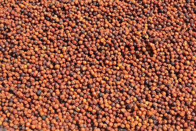 Full frame shot of orange fruits in market