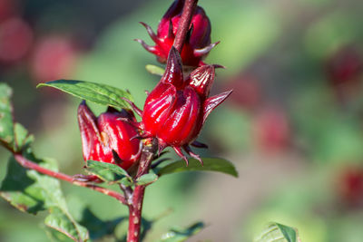 Close-up of red flowering plant