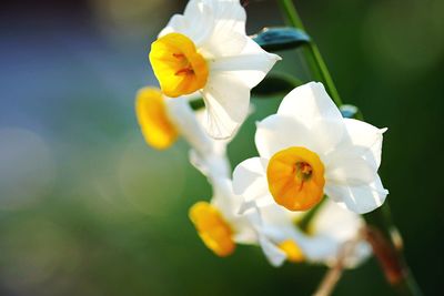 Close-up of white flower