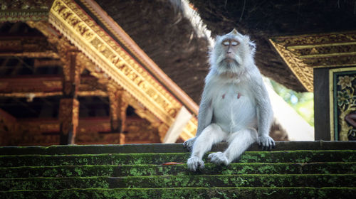 Monkey sitting outdoors