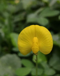 Close-up of yellow flowering plant