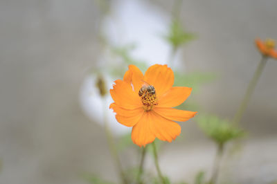 Close-up of bee on yellow flower