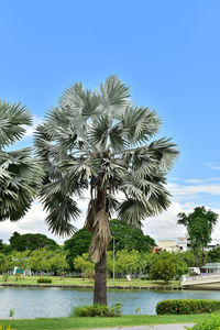 Palm trees by lake against clear sky