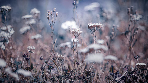 Close-up of wilted flowering plants on land