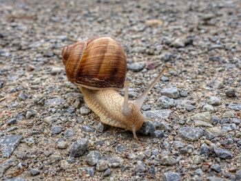 Close-up of snail