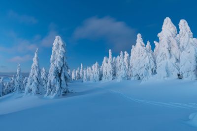 Snow covered trees against blue sky