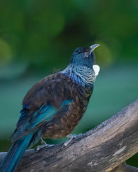 Close-up of bird perching on wood