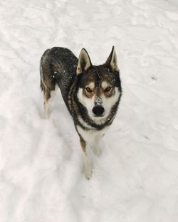 Dog on snow covered land