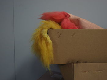 Close up of yellow head