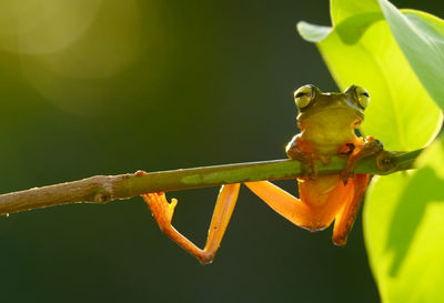 Close-up of insect on yellow flower