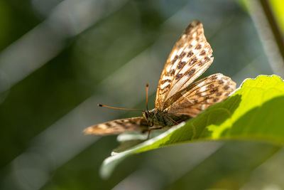 Close-up of butterfly on leaf