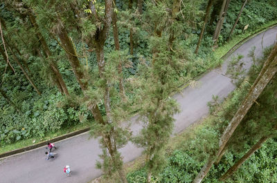 High angle view of trees