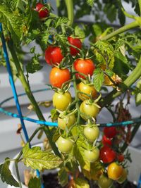 Close-up of cherries on tree