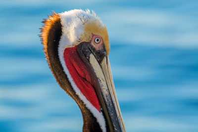 Portrait of a brown pelican facing the atlantic ocean