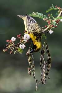 Close-up of bird perching on branch