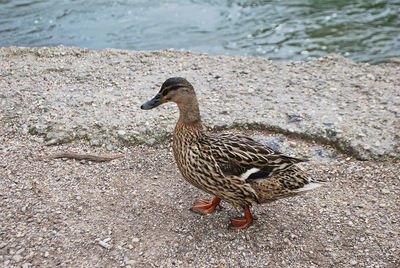 High angle view of mallard duck on beach