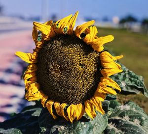 Close-up of sunflower