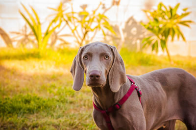 Portrait of dog on field