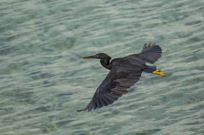 Bird flying over the sea