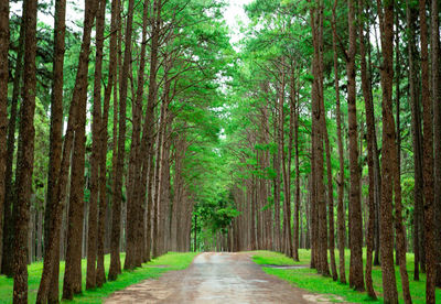 Footpath amidst trees in forest