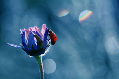 Close-up of butterfly pollinating on purple flower