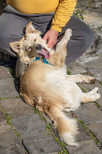 Dog lying on footpath