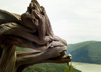 Close-up of tree trunk against sky