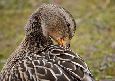 Close-up of a bird