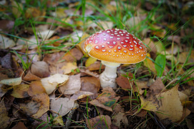 Close-up of mushroom growing on field