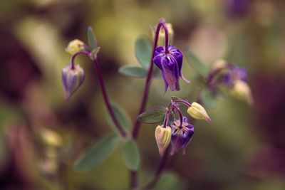 Close-up of purple flowering plant