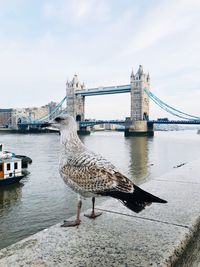 Close-up of bird perching on retaining wall against tower bridge in city