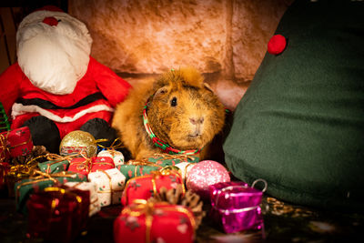 Orange guinea pig christmas photoshoot