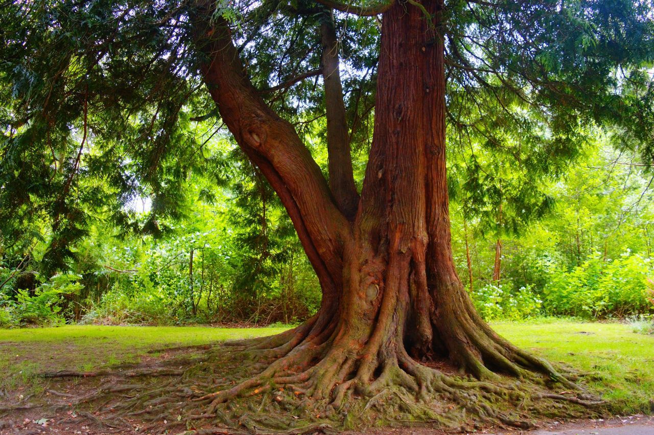 VIEW OF TREE TRUNK IN PARK