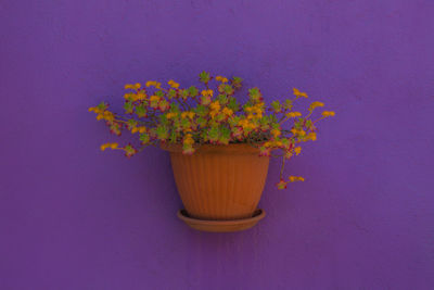 Close-up of yellow flower pot against wall