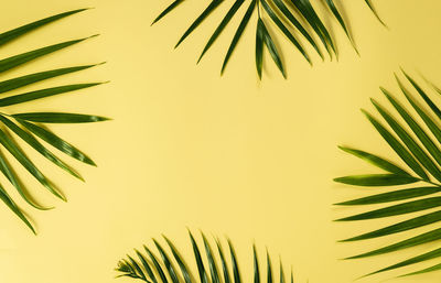 Close-up of palm leaves against clear sky