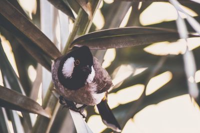 Close-up of bird perching on plant
