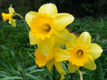 Close-up of yellow flowers blooming outdoors