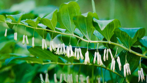 Close-up of fresh green leaves on field