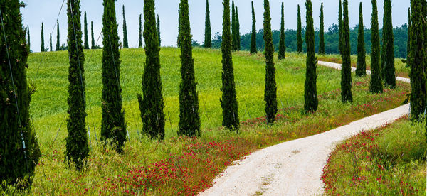 Panoramic shot of pine trees in field