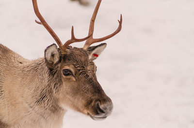 Close-up of reindeer in snow