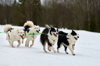 Running husky dog on sled dog racing. winter dog sport sled team competition. siberian husky dogs