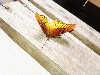 High angle view of butterfly on wood