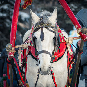 Close-up of horse cart