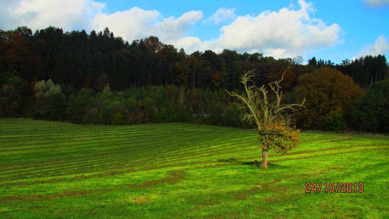 tree, grass, tranquility, tranquil scene, sky, green color, landscape, scenics, beauty in nature, field, growth, nature, grassy, cloud - sky, cloud, idyllic, non-urban scene, lush foliage, green, outdoors