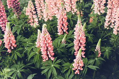 Close-up of flowering plants