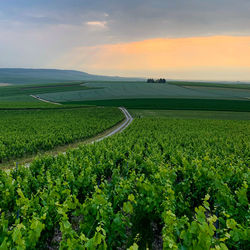 Scenic view of agricultural field against sky during sunset