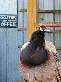 Close-up of a bird