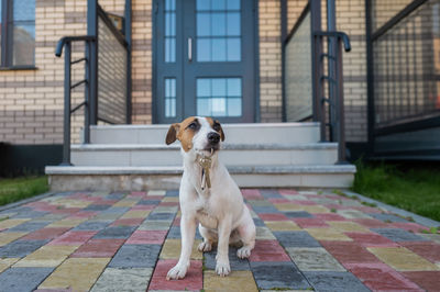 Portrait of dog on footpath