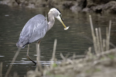 Side view of a heron in lake