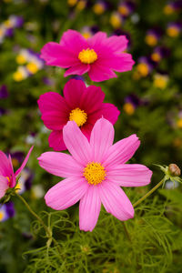 Close-up of pink flower